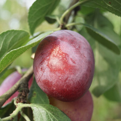 Prunus domestica 'Victoria'